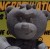 The Hustler (Grey)