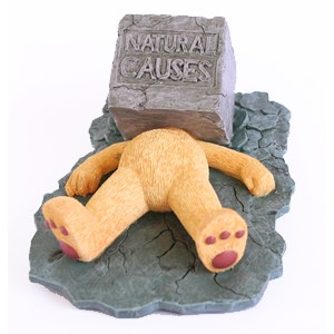 Bear photo