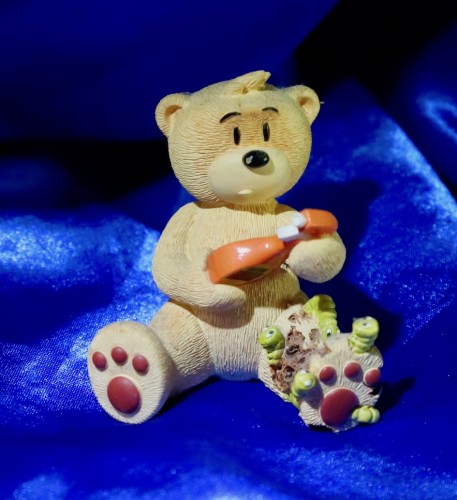 Bear photo