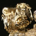 Born Bad (Gold)