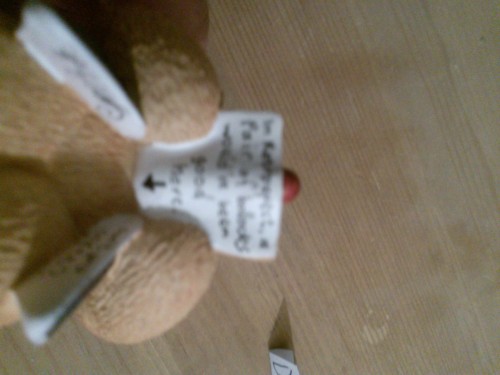 Bear photo