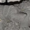 Seymour (Grey - Dog Only)