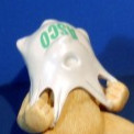 Polly (Paint Sample)