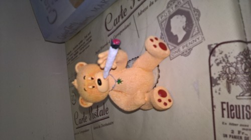 Bear photo