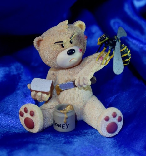 Bear photo