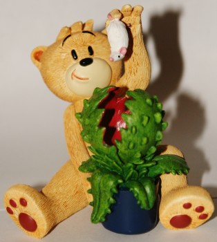 Bear photo
